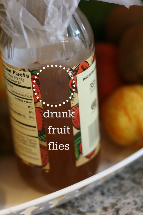 How do you get rid of fruit flies in the kitchen?