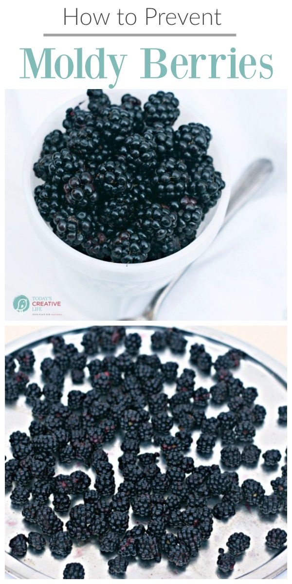 Berry Tips | How to keep Berries Fresh and Mold Free | Prevent Moldy berries | Kitchen Hacks | TodaysCreativeLife.com