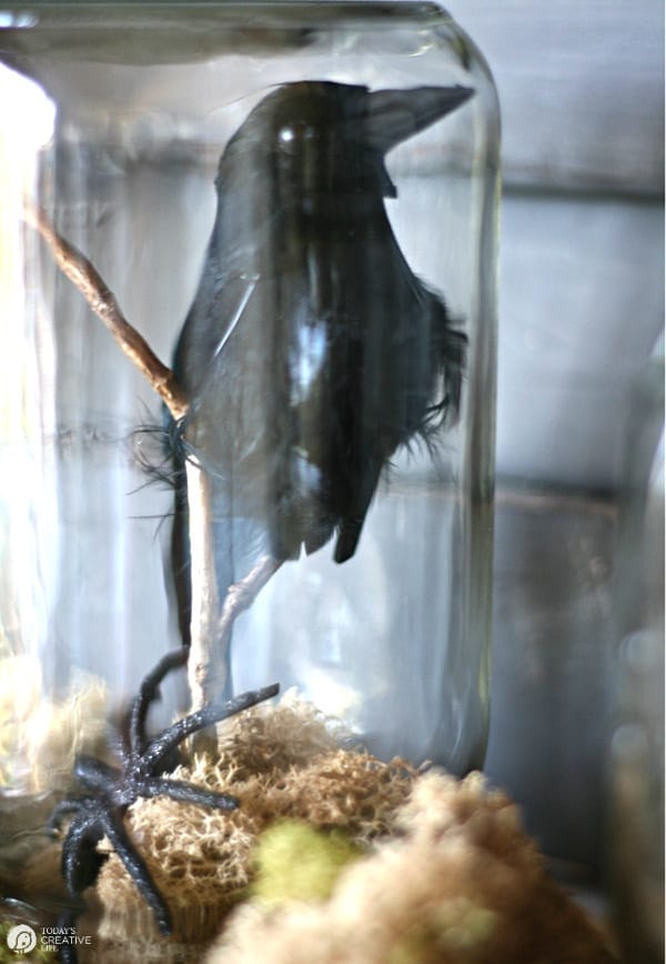 Black faux crow inside glass jar for halloween decor. 