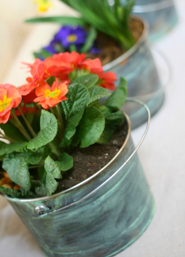 orange primroses in a diy faux patina painted bucket. 