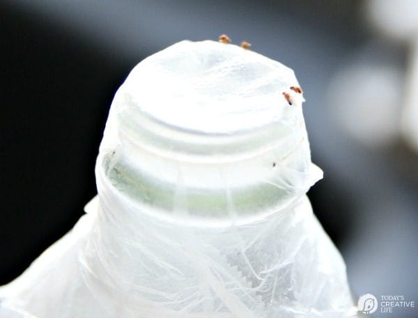 Homemade Fruit Fly Trap {Gnat Trap} • The Fresh Cooky