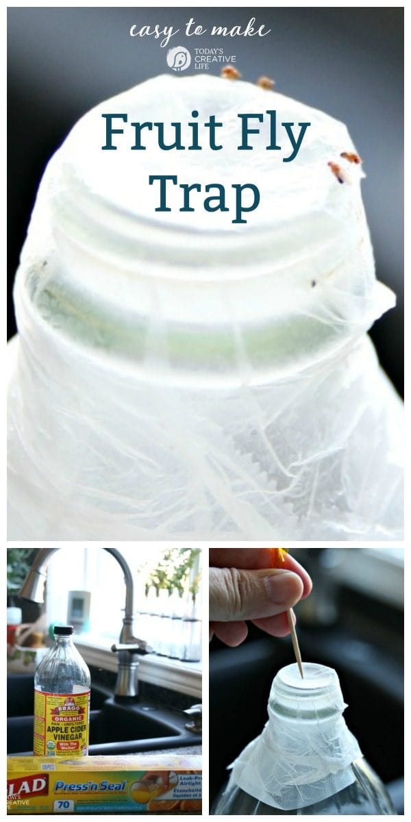 how-to-get-rid-of-fruit-flies-today-s-creative-life