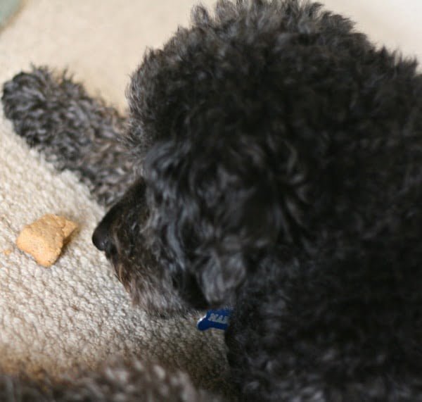 black standard poodle