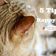 My 5 Tips for a Happy Cat
