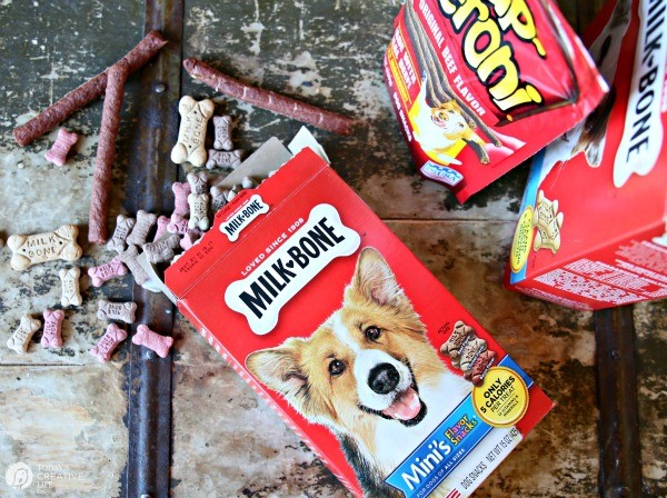 Bone Yard Pumpkin Dog Treats | Homemade Dog treats with the help of Milk-Bone | See more on TodaysCreativeLife.com