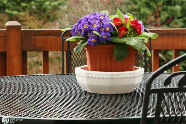 Use indoor flower pots to spruce up your home decor; here's how