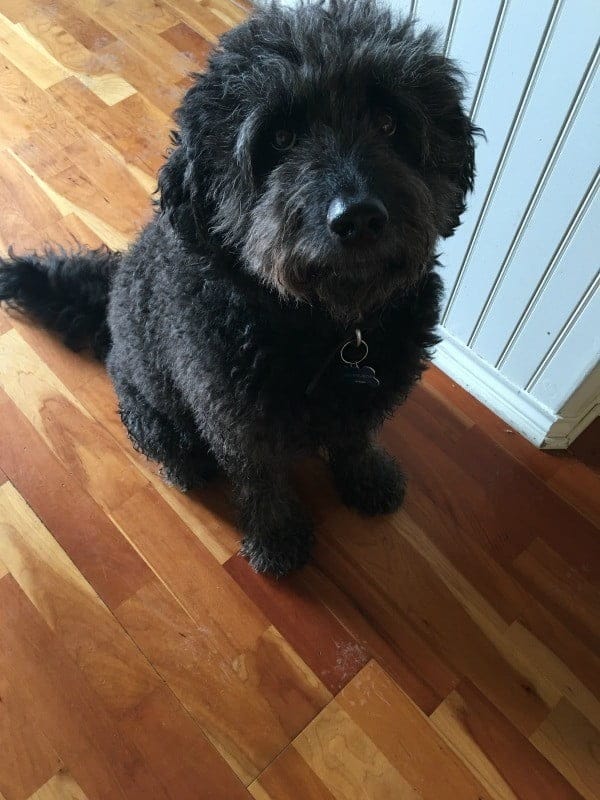 black Labradoodle sitting on hardwood Flooring