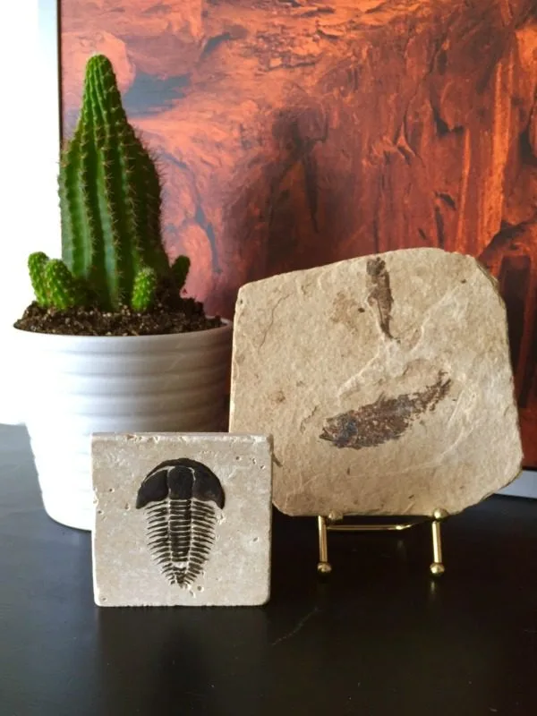 DIY Trilobite Fossils | Make your own Fossils for decorating! This Boy Bedroom idea is the perfect theme for your guy. Who knew that this Cricut Explore craft could create such original DIY ideas! See the step by step tutorial on TodaysCreativeLife.com