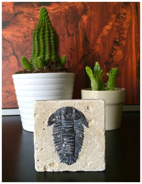 DIY Trilobite Fossils | Make your own Fossils for decorating! This Boy Bedroom idea is the perfect theme for your guy. Who knew that this Cricut Explore craft could create such original DIY ideas! See the step by step tutorial on TodaysCreativeLife.com