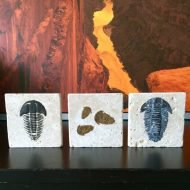 DIY Trilobite Fossils