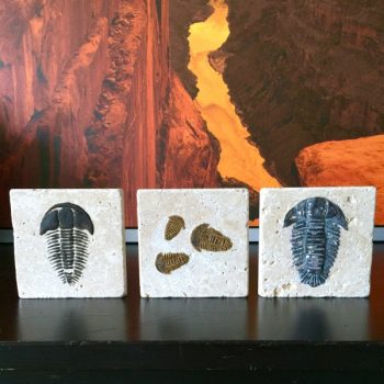 DIY Trilobite Fossils Craft | Find a full tutorial on TodaysCreativeLife.com
