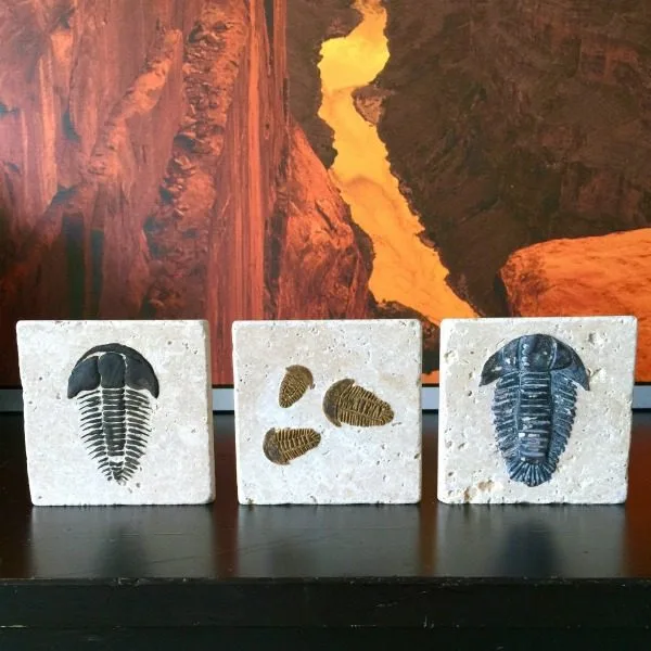 DIY Trilobite Fossil | Make your own Fossils for decorating! This Boy Bedroom idea is the perfect theme for your guy. Who knew that this Cricut Explore craft could create such original DIY ideas! See the step by step tutorial on TodaysCreativeLife.com