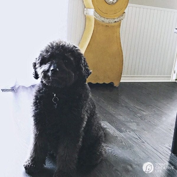 cute black haired dog sitting on hardwood floor