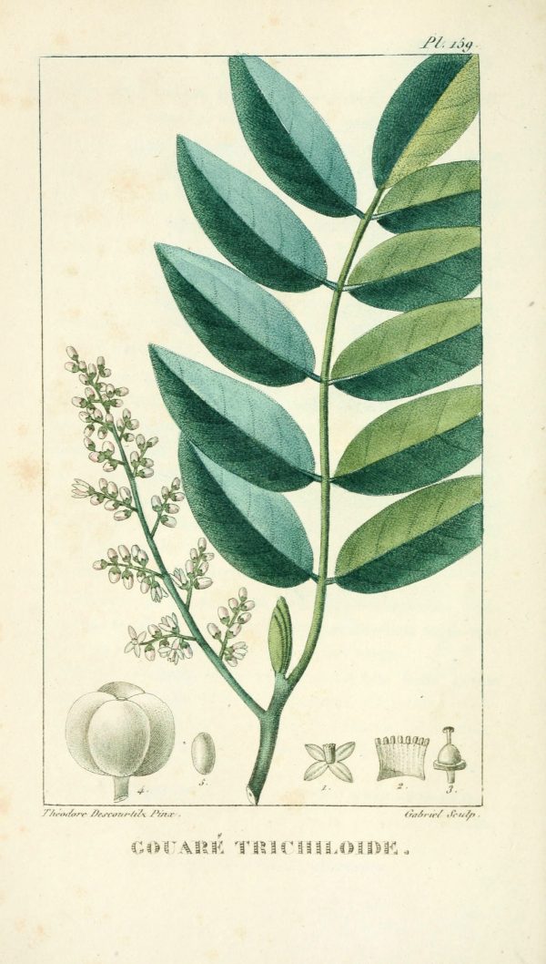 Botanical Printables from TodaysCreativelife.com