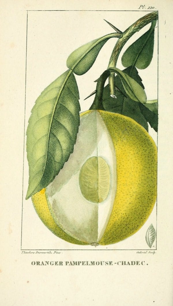 Lemon Botanical Printable from Today's Creative Life