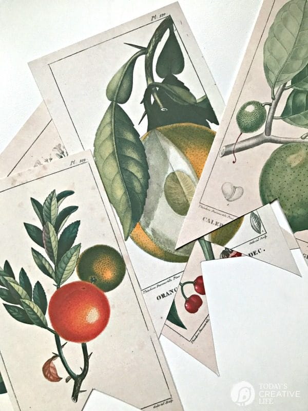 Free Printable Vintage Botanical Banner | Decorating with botanicals with this DIY banner. Or frame them! Click on the photo for your free download. TodaysCreativeLife.com