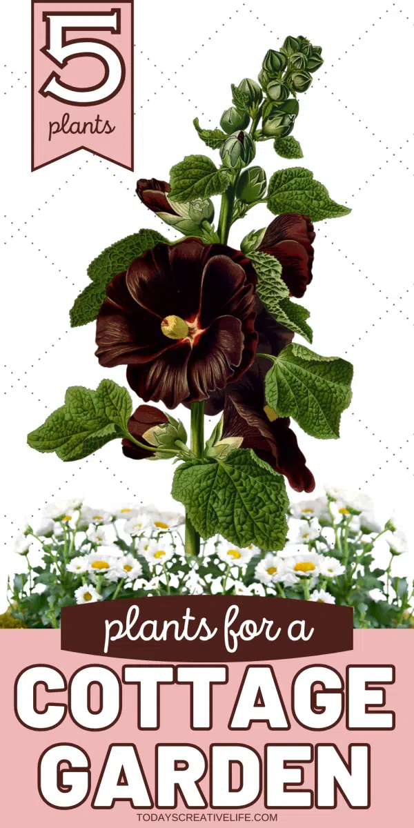 photo collage of a hollyhock
