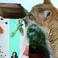 Herb Garden for Cats