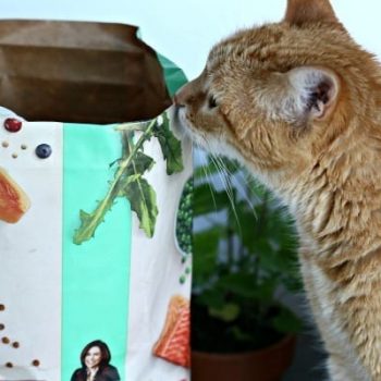 Herb Garden for Cats | Bring the outside in for your indoor cat. Herbs that are healthy and safe for your cat | TodaysCreativeLife.com