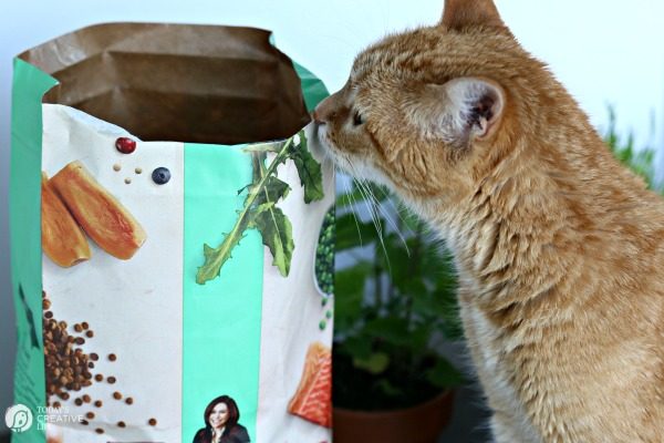 Herb Garden for Cats | Bring the outside in for your indoor cat. Herbs that are healthy and safe for your cat | TodaysCreativeLife.com