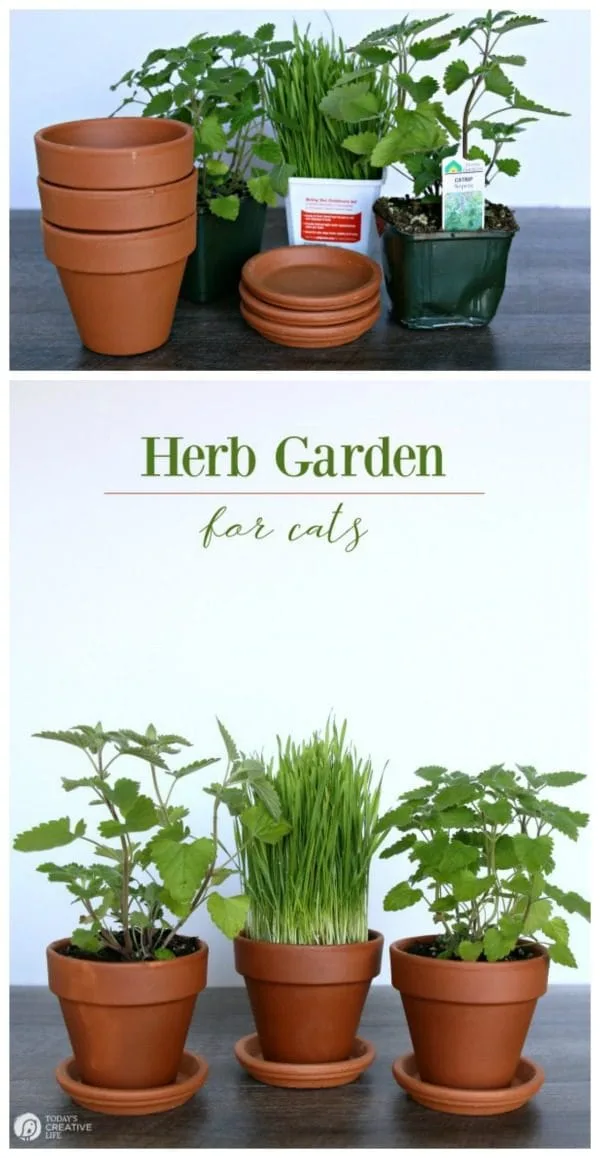 Herb Garden for Cats | Bring the outside in for your indoor cat. Herbs that are healthy and safe for your cat | TodaysCreativeLife.com