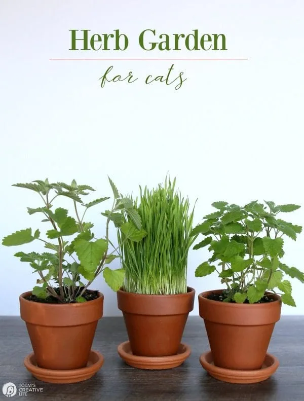 Herb Garden for Cats | Bring the outside in for your indoor cat. Herbs that are healthy and safe for your cat | TodaysCreativeLife.com