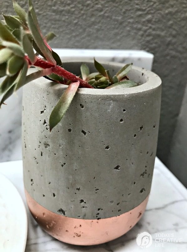 toothbrush holder repurposed into a small planter