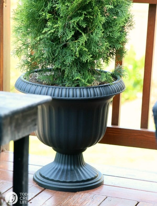 potted evergreen shrub on a small patio