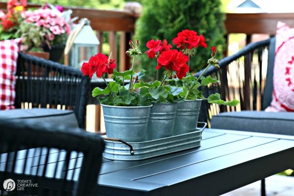 red geraniums potted in galvanized metal buckets