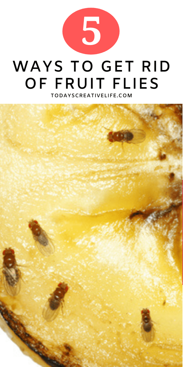 photo collage of fruit flies on a banana slice