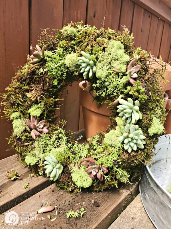 A succulent and moss wreath