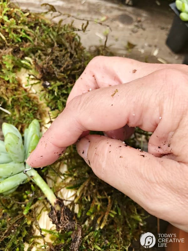 How to stick a succulent to a moss wreath