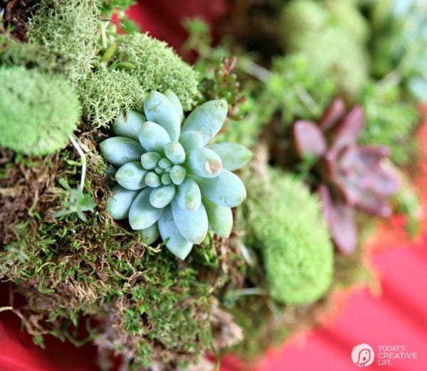 succulent plants on a moss wreath