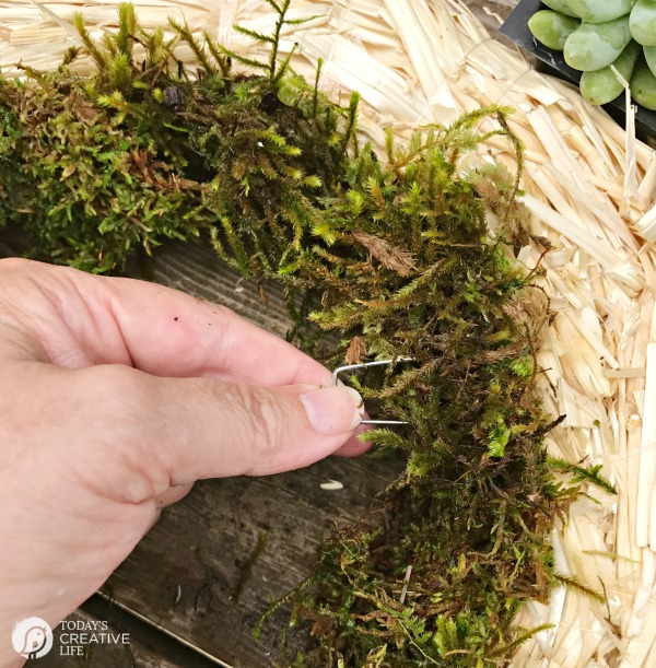 pinning moss to a straw wreath for a succulent wreath