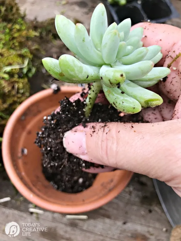 Prepping succulents for a succulent wreath