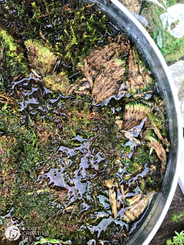 soaking moss for making a succulent wreath