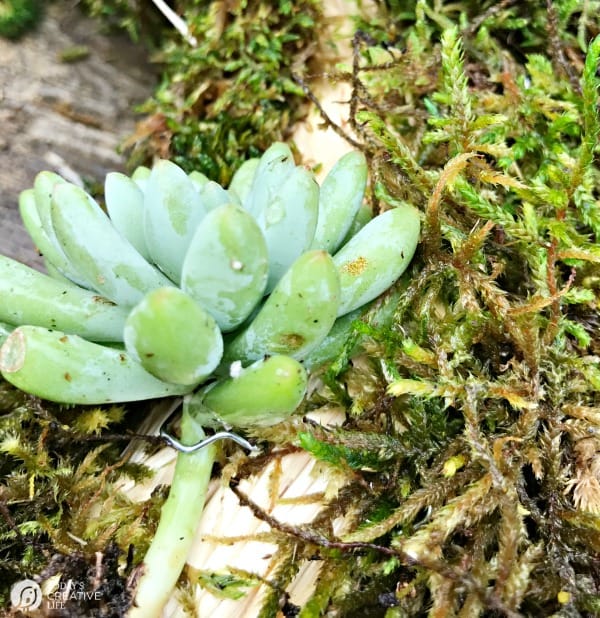 make a living succulent wreath | todayscreativelife.com