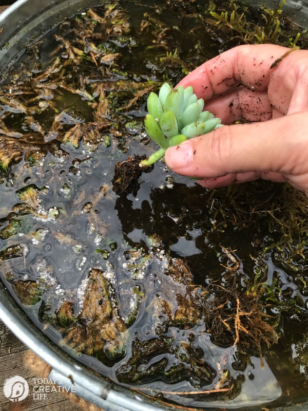 Rinsing the dirt off the root base of a succulent