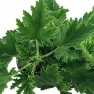 10 Plants to Keep Mosquitos Away