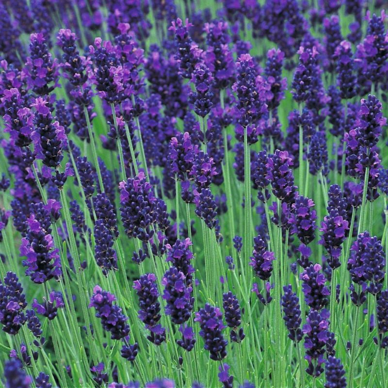 10 Plants to Keep Mosquitos Away | Lavender | TodaysCreativeLife.com