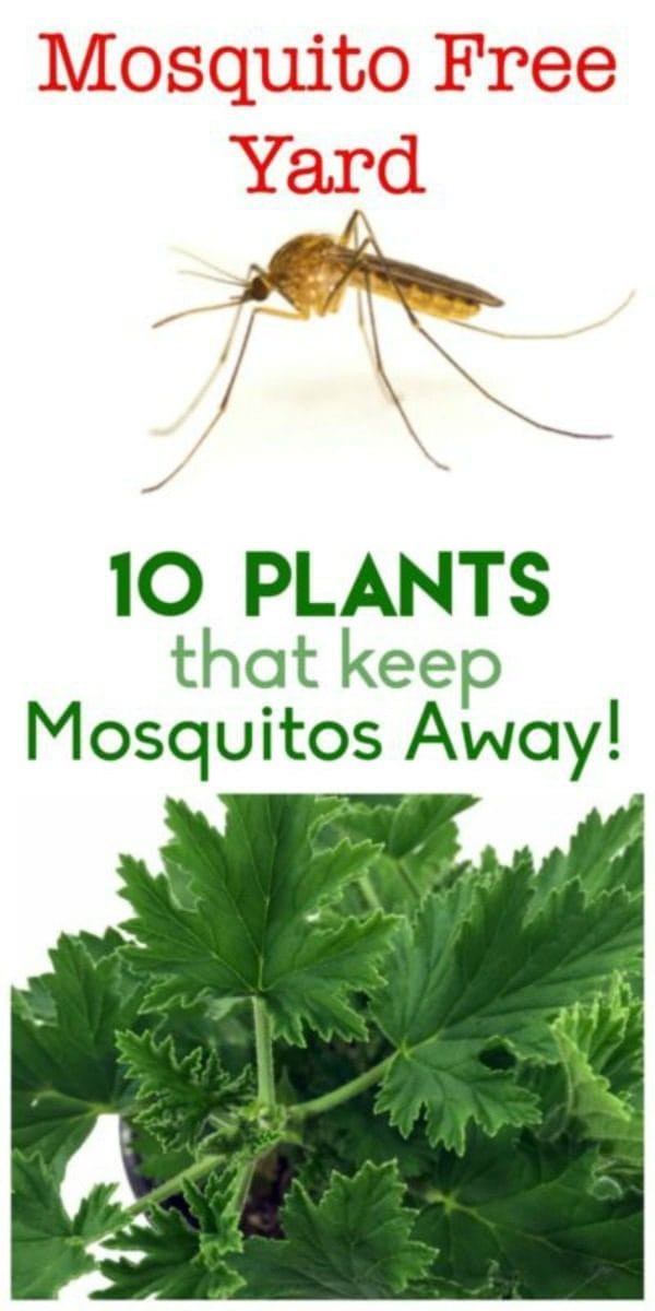 10 Plants to Keep Mosquitos Away Today's Creative Life