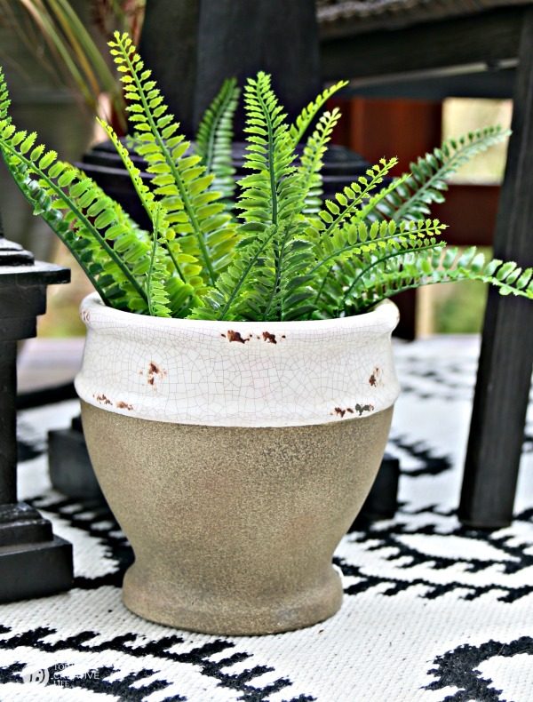 fern in a large patio planter