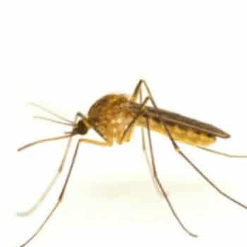 cropped-mosquito-600.jpg