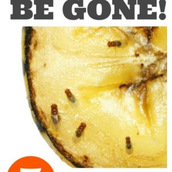 How to Kill Fruit Flies and Gnats | 5 ways to get rid of fruit flies and gnats | TodaysCreativeLife.com