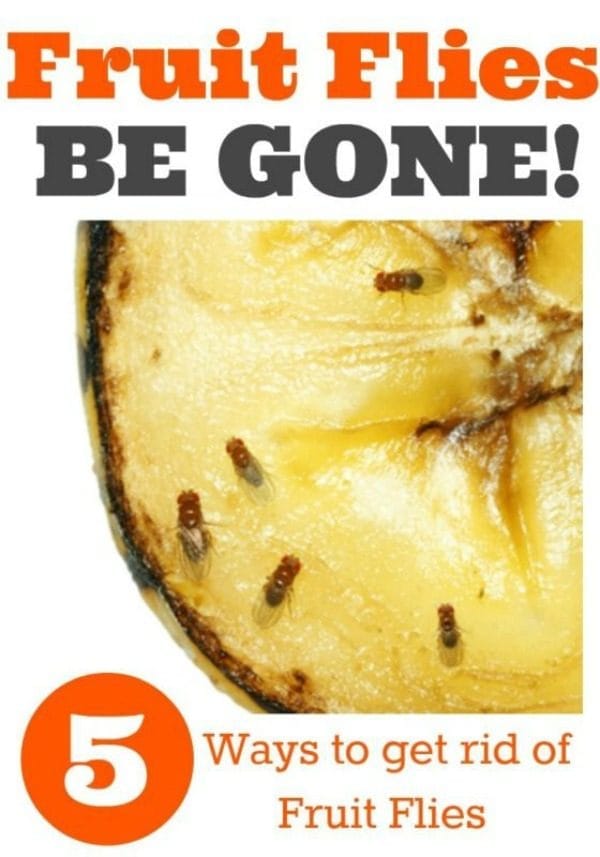 How to Kill Fruit Flies and Gnats | 5 ways to get rid of fruit flies and gnats | TodaysCreativeLife.com