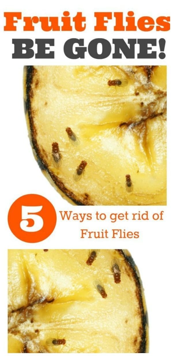 how to get rid of fruit flies