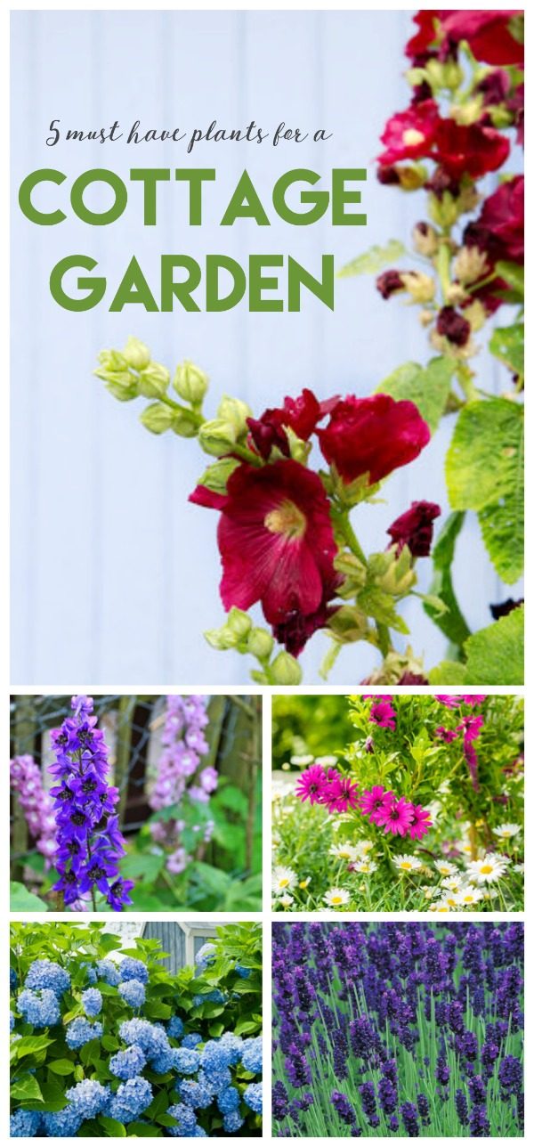 Plants for a Cottage Garden | Hollyhocks for an English Garden | Planting an English Cottage Garden | Classic Plants | TodaysCreativeLife.com