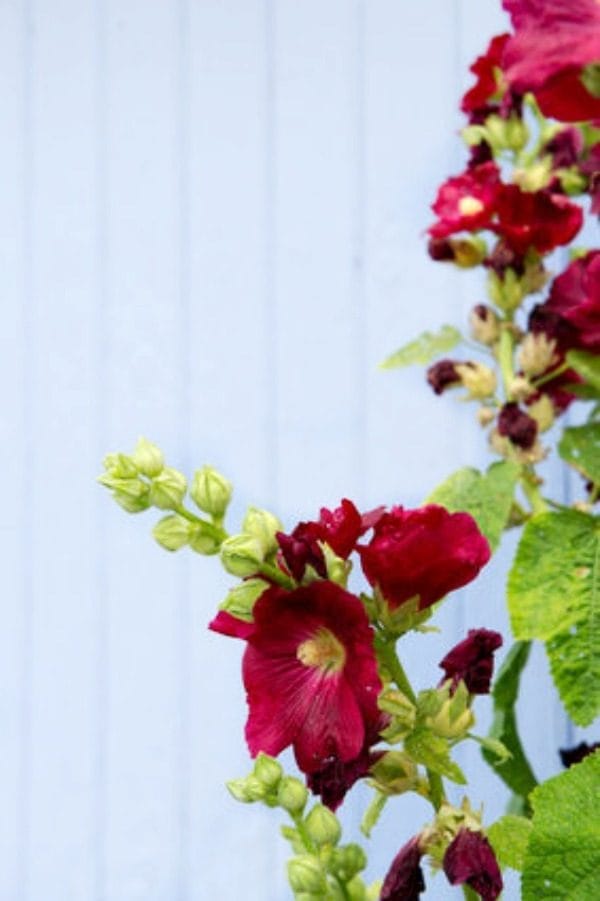 Plants for a Cottage Garden | Hollyhocks for an English Garden | Planting an English Cottage Garden | Classic Plants | TodaysCreativeLife.com