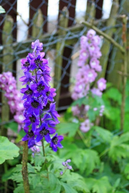 Plants for a Cottage Garden | Hollyhocks for an English Garden | Planting an English Cottage Garden | Classic Plants | TodaysCreativeLife.com