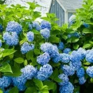 Plants for a Cottage Garden